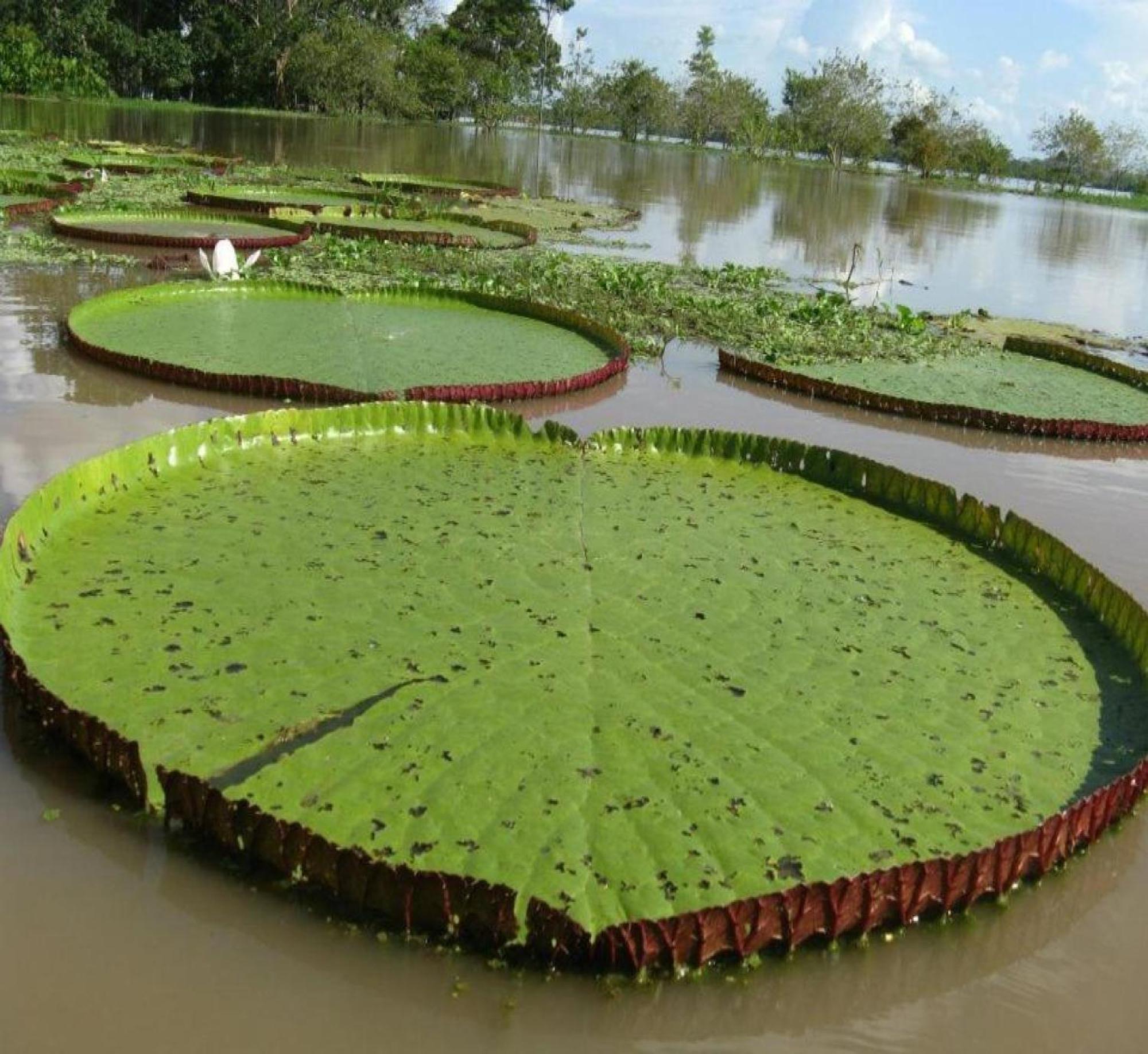 Cabana Flotante Kurupira Leticia Luaran gambar